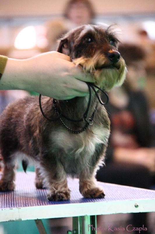 Crufts2011_2 1592.jpg